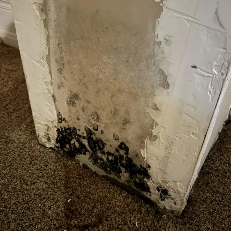 Professional Mold Removal in Blairsville, GA